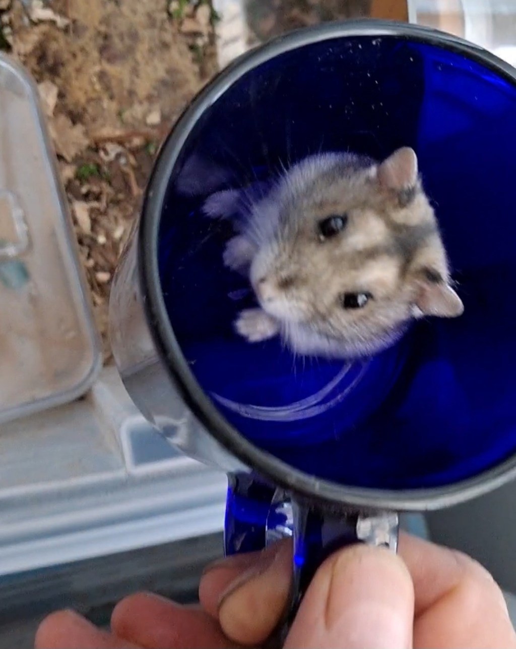 Bodhi the Hamster and the Small Kingdom of&nbsp;Care